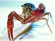 美味小龙虾再次陷入争议，专家称系从日本引入但否认吃腐尸