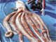 日本渔民捕获7.6米长巨型鱿鱼 已交水族馆保管