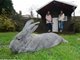 英国巨兔重达6公斤身长近1米 瞬间秒杀宠物狗