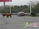 牛群高速公路悠闲散步 交警客串放牛倌