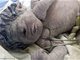 埃及惊现天生一只眼的婴儿 疑受放射物的影响所致