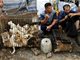 外媒：中国富人花费数百万救狗 背负严重债务