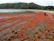 新西兰半岛小龙虾群染红海水 场面壮观(图)