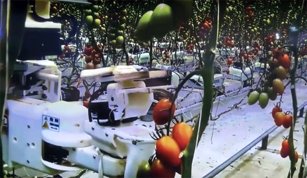 松下的西红柿采摘机器人，图片来自CTIMES