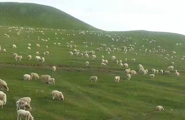 藏族姑娘草原放生6千头羊 环保局:对生态压力大