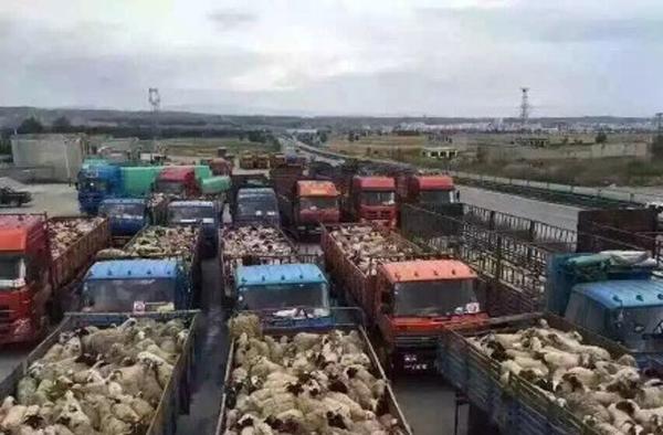 藏族姑娘草原放生6千头羊 环保局:对生态压力大
