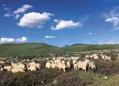 草原上被放生的羊群。本版图片/网友供图