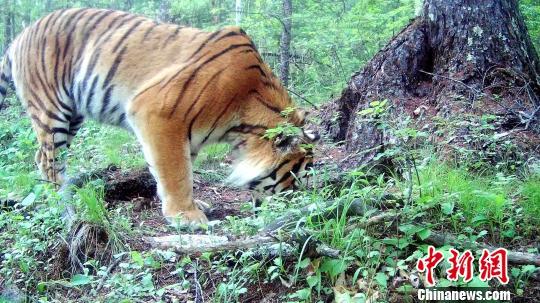 野生东北虎再现黑龙江小北湖保护区被确认为“定居虎”