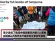 2中国游客在马来西亚潜水遇难:遭鱼炮捕鱼炸死