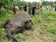 斯里兰卡7头大象疑被下毒惨死 含怀孕母象