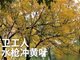 郑州环卫用高压水枪打黄叶:领导要求看不见一片树叶