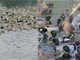 浙江10万鸭子出征巴基斯坦 去灭蝗！