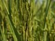 俄罗斯等5国宣布暂停14种农产品出口!中国却开始出口大米