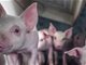 万科跨出养猪实质步伐：在山东东营建345亩生猪养殖基地