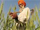 印度政府突然宣布立即禁止小麦出口