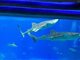 网传珠海长隆海洋王国最大鲸鲨死亡