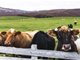 我国中小牧场被迫杀牛止损 奶业遭遇15年来最冷寒冬